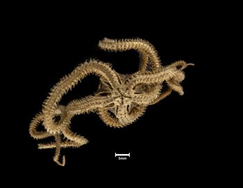 Media type: image;   Invertebrate Zoology OPH-2642 Description: Bottom of brittle star with mouth visible.;  Aspect: ventral